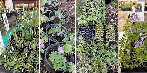 Native Plant Sale (In-person)