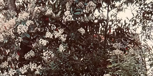 Qi Gong flow & Sound Meditation