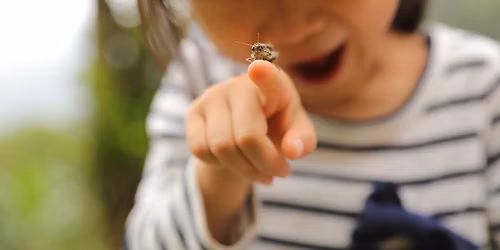 Science for Squirts: Bug Safari