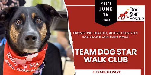 Team Dog Star: Walk your Dog With Us in W. Hartford CT