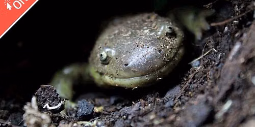 Amazing Animals: Rainforests
