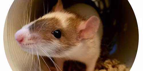 Barn Hunt Basics Workshop