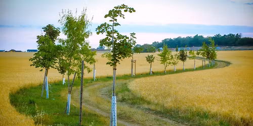 BRIG\u00c1DA - podsazov\u00e1n\u00ed stromk\u016f