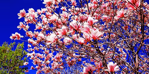 Constellations Familiales du Samedi 18 Avril