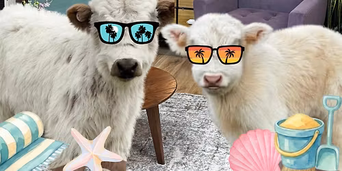 Create with Mini Highland Cows~ Spring Break Edition