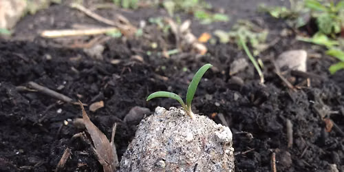 Wildflower Seed Bombs