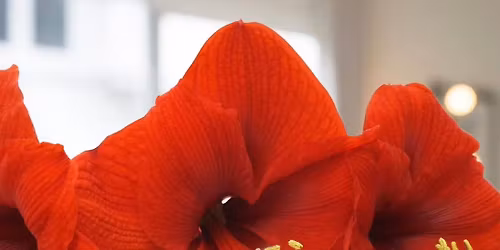 Holiday Bulb Centerpiece Class