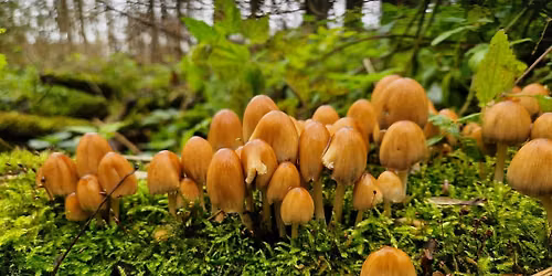 Herfstwandeling op zondag  11 oktober  in  Broekpolder Vlaardingen
