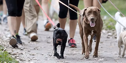 Pug Partners at Margre Durham Walk & Dog Fest