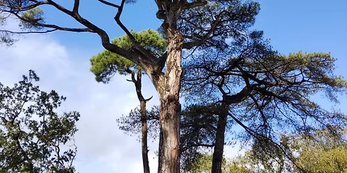 Sortie de Sylvoth\u00e9rapie \u00e0 Nantes | D\u00e9velopper ses dons & d\u00e9passer ses peurs