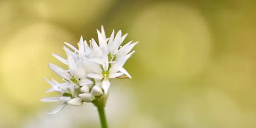 Kr\u00e4uterwanderung 