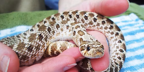 Eco-Explorers: Slither Squad 