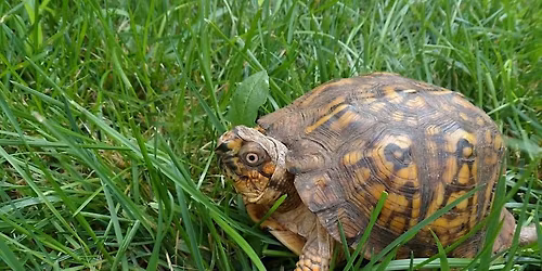 NJ Audubon: Meet the Reptiles!