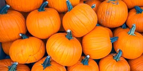 Sutter County Sheriffs Posse Annual Pumpkin Giveaway