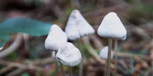 Introduction to Mushroom Identification