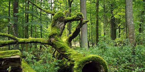 Magia Puszczy Bia\u0142owieskiej \u2013 dzie\u0144 w sercu natury \u015bladami Simony Kossak \ud83d\udc26\ud83c\udf33