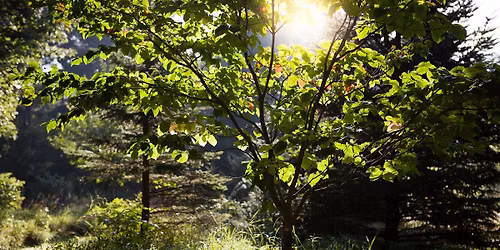 Honoring our Pain for the World