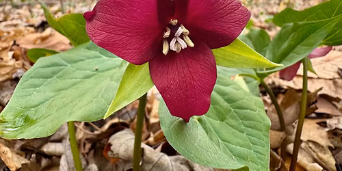 Spring Wildflower Walk