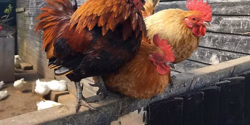 Fun Volunteer Trip to The Retreat Animal Rescue