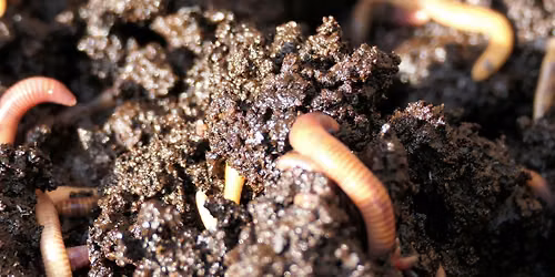 Gardening Workshop \u2014 Vermi Composting