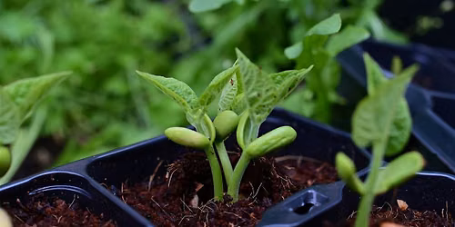 How Plants Grow: A Close Look at Plant Growth and Structures