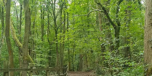 Bat Walk Evening (time tbc)