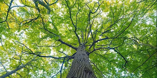 Guided Elm Walk