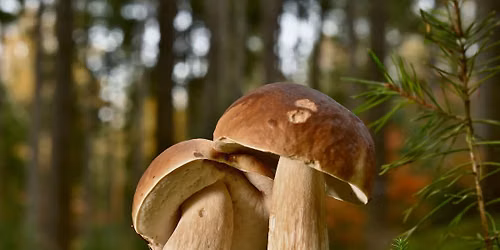 I Tesori dell'Autunno \ud83c\udf44\u200d\ud83d\udfeb\ud83c\udf42\ud83c\udf30