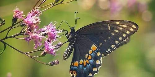 Butterfly Garden Workday