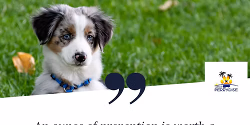 Canine Kindergarten Wednesdays