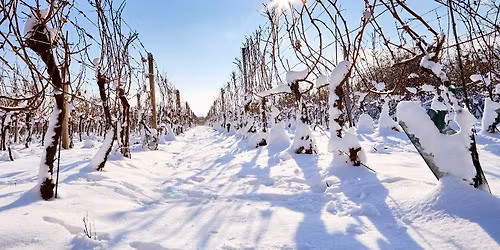Winterwanderung durch die Weinberge