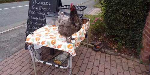 FRESH FREE RANGE EGGS DAILY FROM RESCUE HENS NOW LIVING THE DREAM