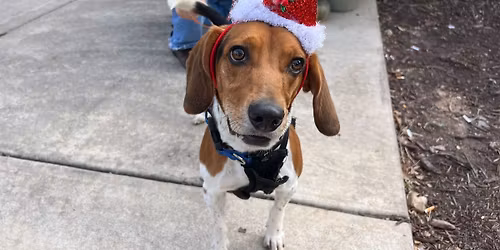 Triangle Beagle Rescue Adopt a thon at Rosecomb in Cary