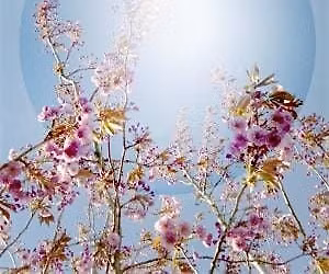 Clear Mind, Peaceful Heart | Half Day Meditation Retreat