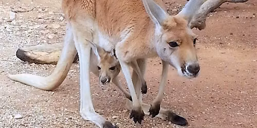 Fredericksburg Hop and Sip Kangaroo Experience