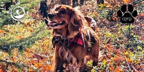 Trekking with your Dog | \u0394\u03c1\u03c5\u03cc\u03b4\u03b1\u03c3\u03bf\u03c2 \u039c\u03bf\u03b3\u03b3\u03bf\u03c3\u03c4\u03bf\u03cd | \u03a3\u03ac\u03b2\u03b2\u03b1\u03c4\u03bf 22 \u039d\u03bf\u03b5\u03bc\u03b2\u03c1\u03af\u03bf\u03c5 