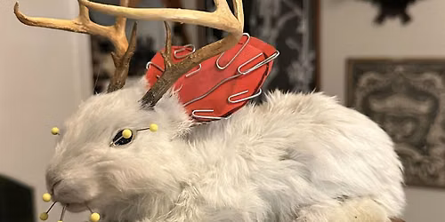 Rabbit Taxidermy Class