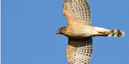 Bird Watching: Fall Bird Migration