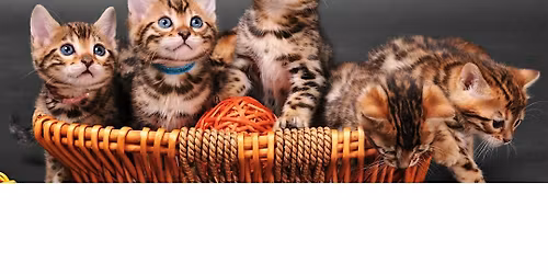 Bengal Kitten Yoga in Mississauga