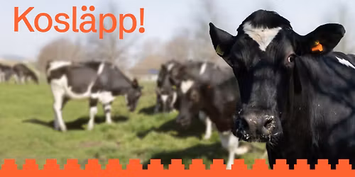 Kosl\u00e4pp i Skurup