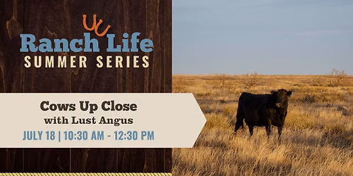 Cows Up Close | Ranch Life Summer Series