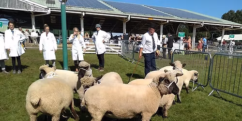 Oxford Downs at The Great Yorkshire Show