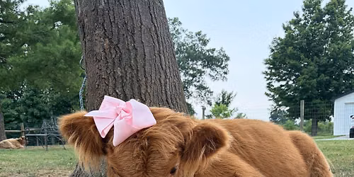 Plant BINGO: Highland Cow Edition