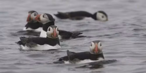 RSPB Birdwatching cruise