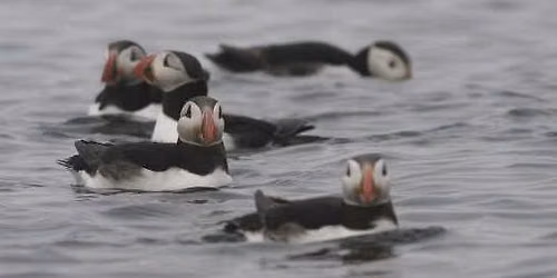 RSPB Birdwatching cruise