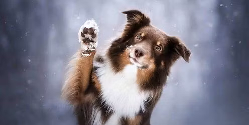 Z\u00e1vody Agility ,,O sn\u011bhovou vlo\u010dku" - Brno