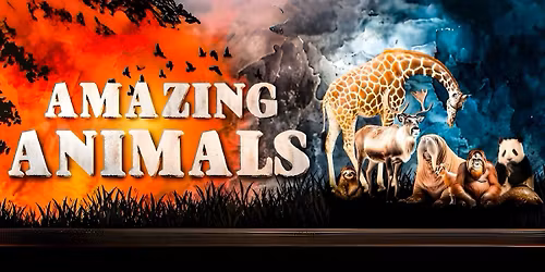 Amazing Animals