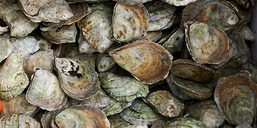 Oyster spat experiment deployment