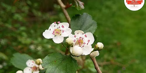 D\u00e9couverte du bois de Pellouailles