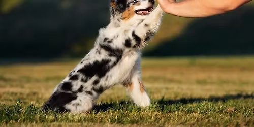 Rozjezdy pro hv\u011bzdy - DD z\u00e1vody pro Starters